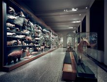Hessisches Landesmuseum Ausstellungsgestaltung Biodiversität Großvitrine