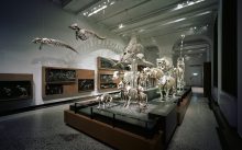 Naturkunde Ausstellungsarchitektur Skelettherde